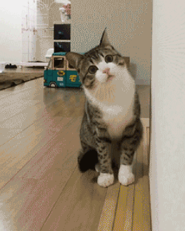 cat rectangle image