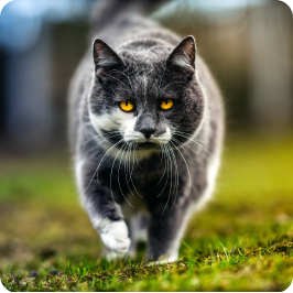 cat