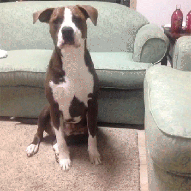 dog gif