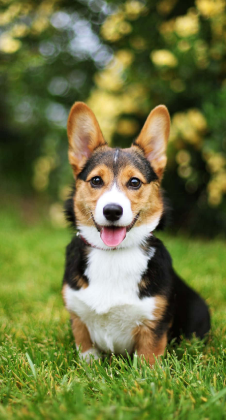 dog rectangle image