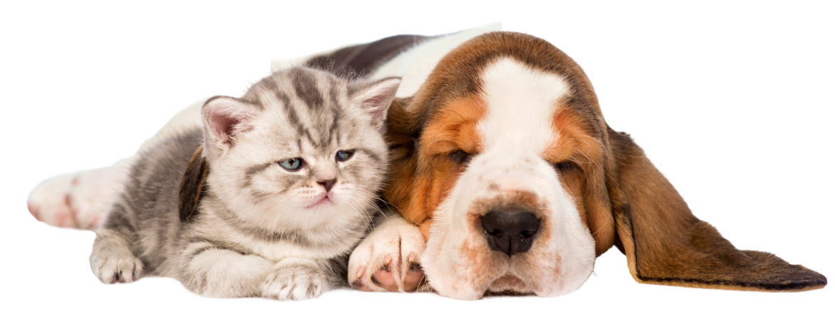 dog image