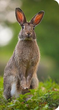 rabbit rectangle image