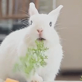 rabbit