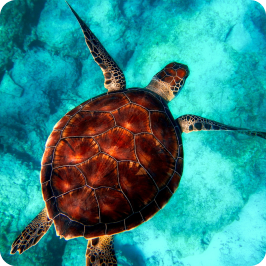 turtle